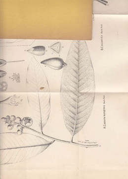 O Tamakoaré. Especies novas da ordem das Ternstroemiaceas.. Barbosa Rodrigues, J.