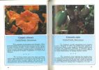 Jardines de Canarias I : flores ornamentales.. Bramwell, D. & Z. Bramwell