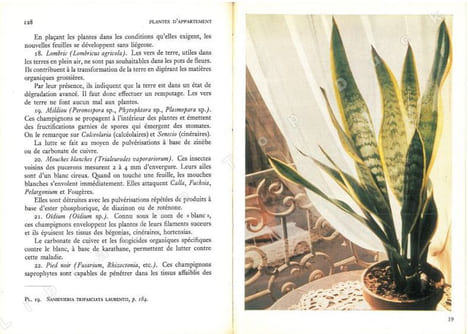 Plantes d'appartement. Vie et acclimatation des plantes tropicales.. Duperrex, A. & D. Buscarlet