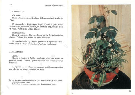 Plantes d'appartement. Vie et acclimatation des plantes tropicales.. Duperrex, A. & D. Buscarlet