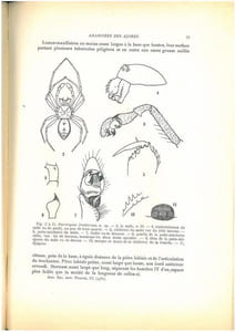 Voyages de MM. L. Chopard et A. Méquignon aux Açores (Aout-septembre 1930). II. Araignées.