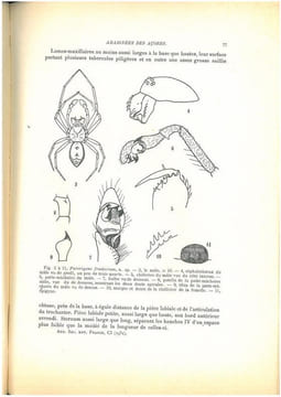 Voyages de MM. L. Chopard et A. Méquignon aux Açores (Aout-septembre 1930). II. Araignées.. Berland, Lucien