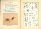 Etude des mygales. Description de Nemesia pavani sp. nov., mygale nouvelle de l'Ile de Montecristo, Italie (Araneae, Ctenizidae).. Dresco, E.
