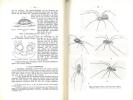 Die Tierwelt Deutschlands. 26. Famile. Theridiidae oder Haubennetz-spinnen (Kugelspinnen).. Wiehle, Hermann