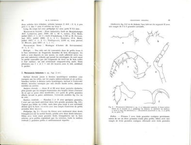 Faune de Madagascar. IX. Arachnides Opilions.