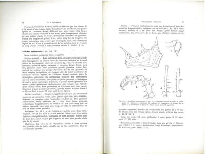 Faune de Madagascar. IX. Arachnides Opilions.