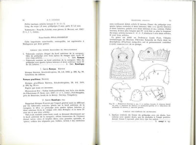 Faune de Madagascar. IX. Arachnides Opilions.