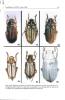 Description of the new genus Dedalopterus and notes on genus Malaisius Arrow and Cyphochilus Waterhouse (Coleoptera, Scarabaeoidea, Melolonthidae).. ...