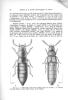 Coléoptères hypogés de Corse. XXIV. Les genres Phloeocharis, Typhlocyptus et Platyola (Col. Staphylinidae).. Orousset, Jean