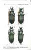 Contributo alla conoscenza dei Carabus L. (Apotomopterus Hope) del Guizhou settentrionale, con descrizione di cinque nuove specie e sottospecie (Col. ...