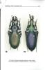Nouveaux taxons des genres Carabus L. et Cychrus F. (Coleoptera, Carabidae).. Deuve, Thierry