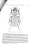 Les espèces du genre Trechus actuellement connues de Serbie (Coleoptera, Carabidae).. Nonveiller, Guido et al.