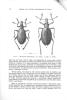 Révision du genre Dusmoecetes Jeannel 1940, et description de deux espèces et d'une sous-espèce nouvelles (Col. Curculionidae Ectemnorrhininae).. ...