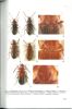 Hymenophorus evae sp. nov. and H. gerdae sp. nov. (Coleoptera : Tenebrionidae : Alleculinae) from Iran.. Novak, Vladimir