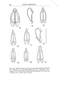 Revision of the Hawaiian genus Labrocerus (Coleoptera : Dermestidae).