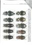 New taxa of the genus Carabus L. from Asia (Coleoptera, Carabidae).. Obydov, Dmitry