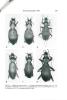 Contribution à l'inventaire des Carabidae de Chine (Coleoptera) (19° note).. Deuve, Thierry