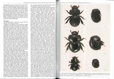 Notes on some Germarostes s.str. Paulian, 1982 from the cloud forests of Ecuadorian Andes with remarks on allied Ceratocanthinae genera (Coleoptera Scarabaeoidea Hybosoridae).