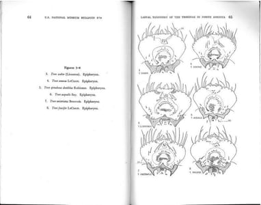 Larval taxonomy of the Troginae in north America with notes on biologies and life histories (Coleoptera : Scarabaeidae).