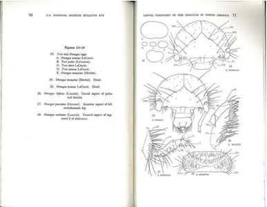 Larval taxonomy of the Troginae in north America with notes on biologies and life histories (Coleoptera : Scarabaeidae).