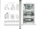Los estados inmaduros de Dynastes hyllus Chevrolat (Coleoptera : Melolonthidae : Dynastinae) : con observaciones sobre su biologia y cel crecimiento ...