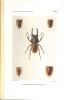 A propos des variations du Prosopocoelus lorquini H. Deyr (Coleoptera Lucanidae).. Didier, Robert