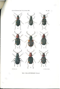 Note sur les Callistomimus d'Afrique et de Madagascar (Coleoptera, Carabidae).