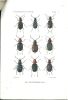Note sur les Callistomimus d'Afrique et de Madagascar (Coleoptera, Carabidae).. Alluaud, Charles