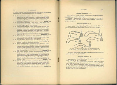 Coleoptera, XIV : Carabidae : Siagoninae, Scaritinae, Apotominae, Lachnophorinae, Harpalinae, Masoreinae, Chlaeniinae, Oodinae, Licininae, Lebiinae, Pentogonicinae, Dryptinae, Zuphiinae.