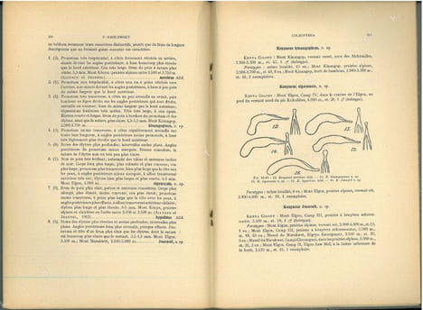 Coleoptera, XIV : Carabidae : Siagoninae, Scaritinae, Apotominae, Lachnophorinae, Harpalinae, Masoreinae, Chlaeniinae, Oodinae, Licininae, Lebiinae, ...