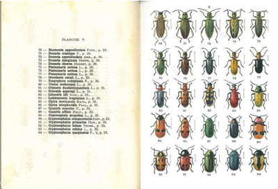 Atlas des coléoptères de France, fasc. III.