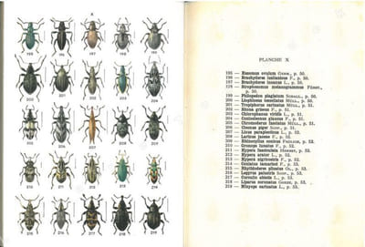 Atlas des coléoptères de France, fasc. III.