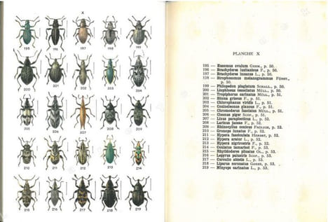Atlas des coléoptères de France, fasc. III.. Auber, Luc