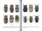 Les genres Crossotus Biobessoides et Epidichostates (Coleoptera, Cerambycidae, Lamiinae, Crossotini).. Sudre, J. et al.