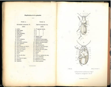 Faune des coléoptères du bassin de la Seine. Tome I. Carnivora, Palpicornia.