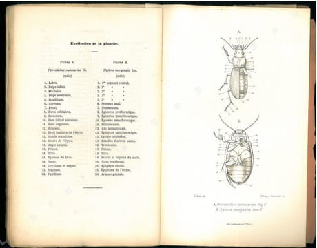 Faune des coléoptères du bassin de la Seine. Tome I. Carnivora, Palpicornia.. Bedel, Louis