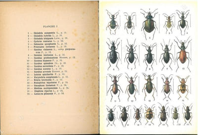 Atlas des coléoptères de France. 3 fasc..