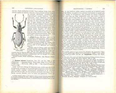 Faune de France. 52. Coléoptères Curculionides (Première partie).