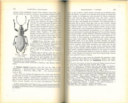 Faune de France. 52. Coléoptères Curculionides (Première partie).. Hoffmann, Adolphe
