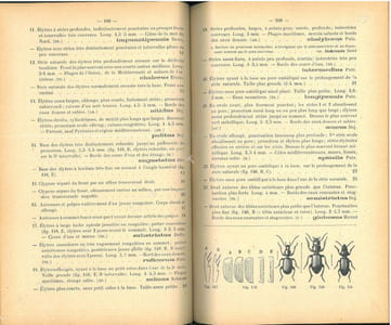 Tableaux analytiques illustrés des coléoptères de la faune franco-rhénane (France, Hollande, Belgique, région rhénane, Valais), Adephaga, famille I : Cicindelidae.