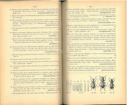 Tableaux analytiques illustrés des coléoptères de la faune franco-rhénane (France, Hollande, Belgique, région rhénane, Valais), Adephaga, famille I : ...