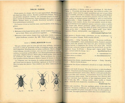 Tableaux analytiques illustrés des coléoptères de la faune franco-rhénane (France, Hollande, Belgique, région rhénane, Valais), Adephaga, famille I : ...