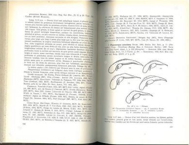 Révision générale des Harpalinae d'Afrique et de Madagascar (Coleoptera Carabidae), 2 parties en 1 vol..
