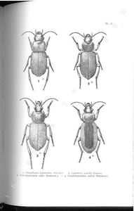 Révision générale des Harpalinae d'Afrique et de Madagascar (Coleoptera Carabidae), 2 parties en 1 vol..