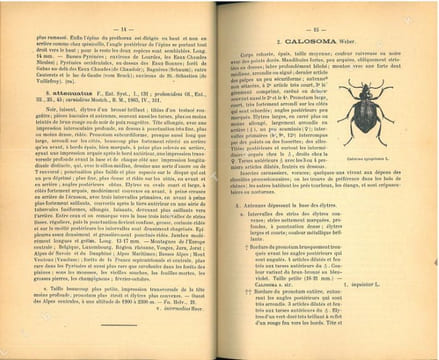 Tableaux analytiques des coléoptères de la faune franco-rhénane (France, Hollande, Belgique, région rhénane, Valais), famille I : Cicindelidae, ...