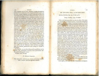 Spécies général des coléoptères de la collection de M. le Compte Dejean, vol. 6 : Hydrocanthares et Gyriniens.