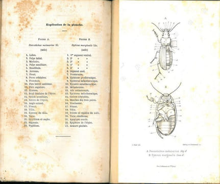 Faune des coléoptères du bassin de la Seine. Tome I. Carnivora, Palpicornia. Tome II. Staphylinoidea. Tome IV. Scarabaeidae. Tome V. Phytophaga. Tome ...
