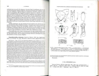 British water beetles. Volume III.