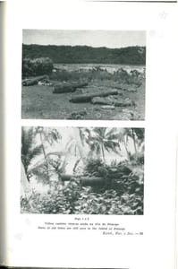 O reaparecimento da Glossina palpalis palpalis na ilha do principe - The reappearance of Glossina palpalis palpalis in Principe island.