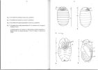 Morphogénèse antennaire et sensibilité olfactive chez la Glossine (Diptera, Glossinidae).. Tchicaya, Théodore